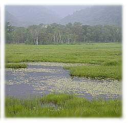 竜宮周辺の池塘