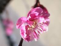 ウメの花