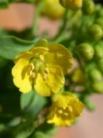 白菜の花