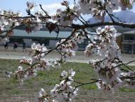 桜の花