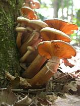 ナラタケ