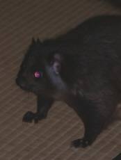 ムササビ出現