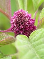 アマランサスの花