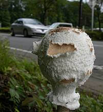マントカラカサタケ1