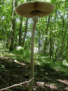 マントカラカサタケ