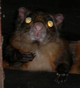 ムササビの顔