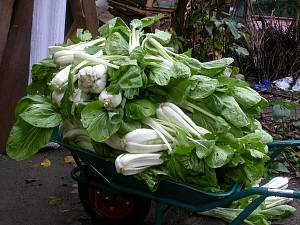 シャクシ菜大収穫