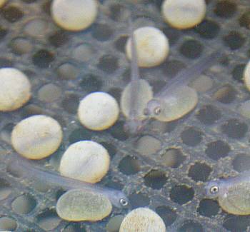 秩父イワナの稚魚