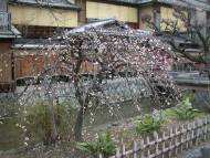 しだれ梅