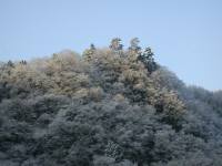 雪の花
