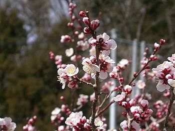 ウメの花