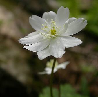ニリンソウ変わり花