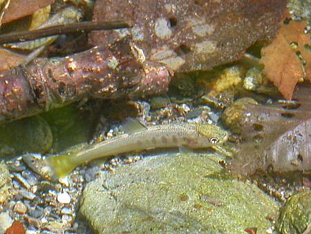 放流したイワナ稚魚