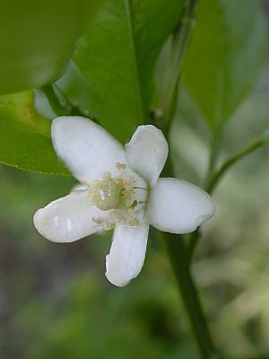 みかんの花