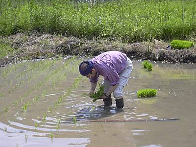 田植え