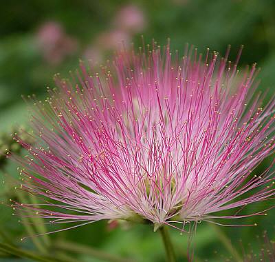 ネムの花