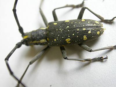 キボシカミキリ