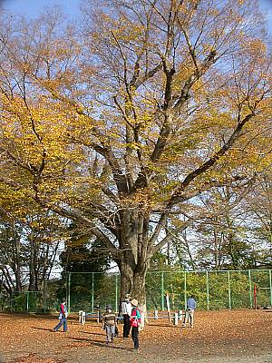 吉田小学校の大ケヤキ