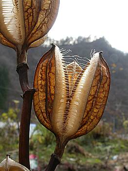 ウバユリの花殻