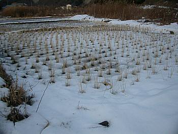 雪の田んぼ