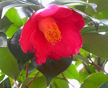 ツバキの花