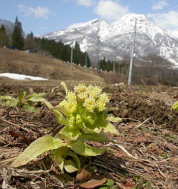 妙高山とフキノトウ