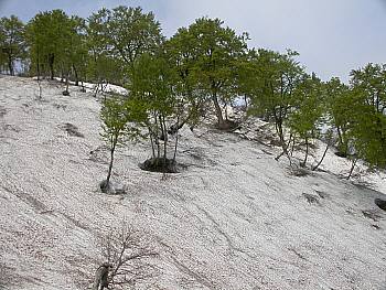 ブナ林と残雪