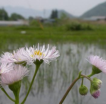 田んぼの水入れ
