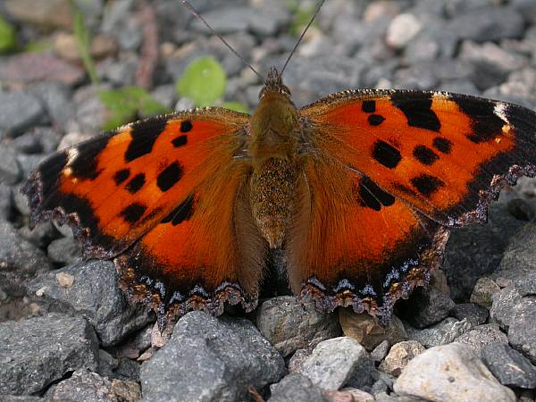 ヒオドシチョウ