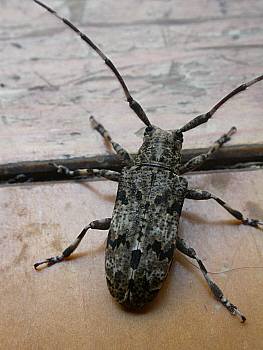 ヒゲナガカミキリ