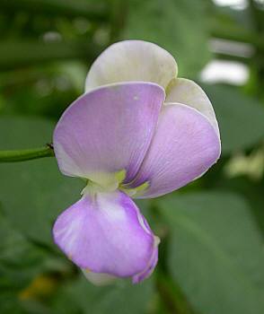 ささげの花