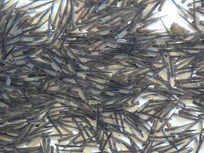 イワナ稚魚