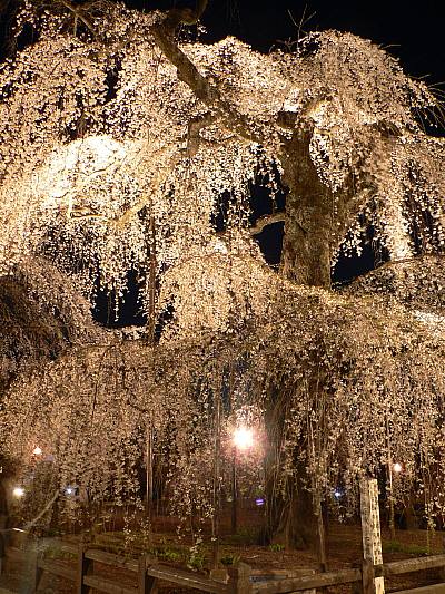清雲寺のしだれ桜