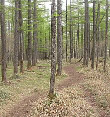 ようこそ カラマツ林のきのこへ