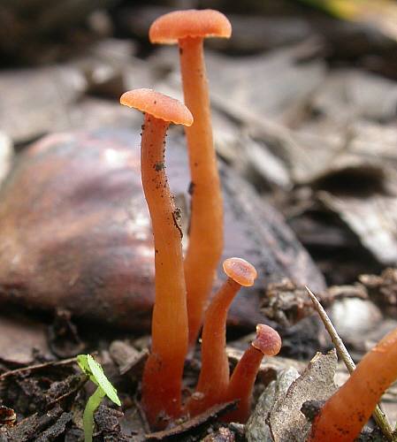 キツネタケ幼菌
