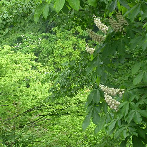 トチの花